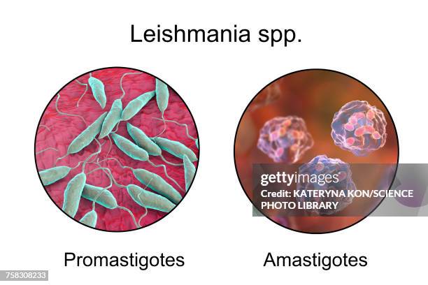 illustrazioni stock, clip art, cartoni animati e icone di tendenza di leishmania parasites, illustration - macrofago