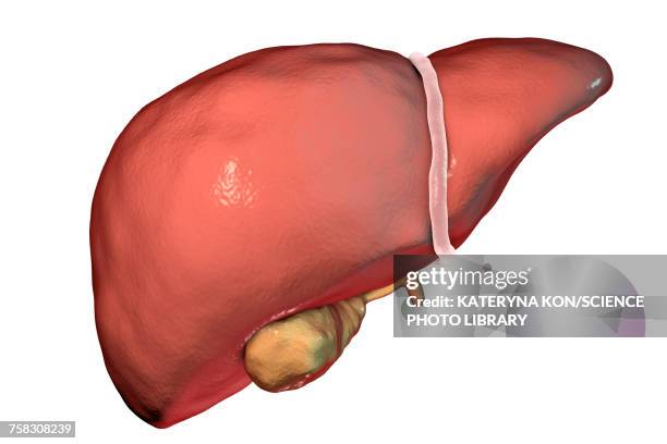 4 134点の人の肝臓イラスト素材 Getty Images 4 134点の人の肝臓イラスト素材 Getty Images