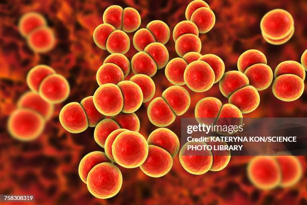 gonorrhoeae bacteria, illustration - gonorrhea bacterium stock-grafiken, -clipart, -cartoons und -symbole