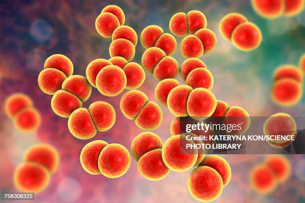 stockillustraties, clipart, cartoons en iconen met gonorrhoeae bacteria, illustration - neisseria gonorrhoeae