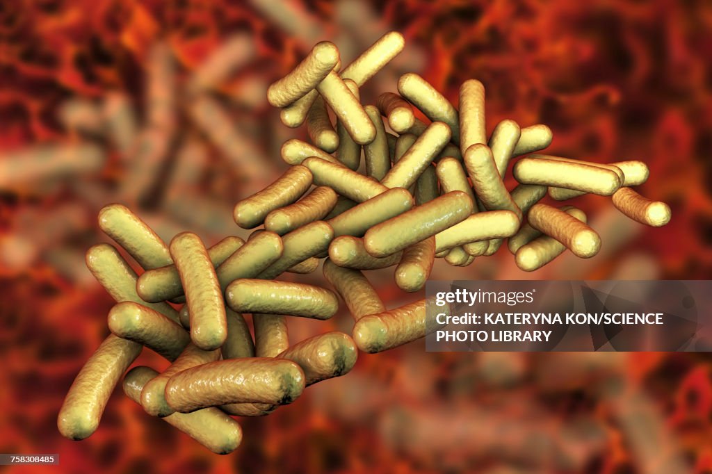 Shigella bacteria, illustration