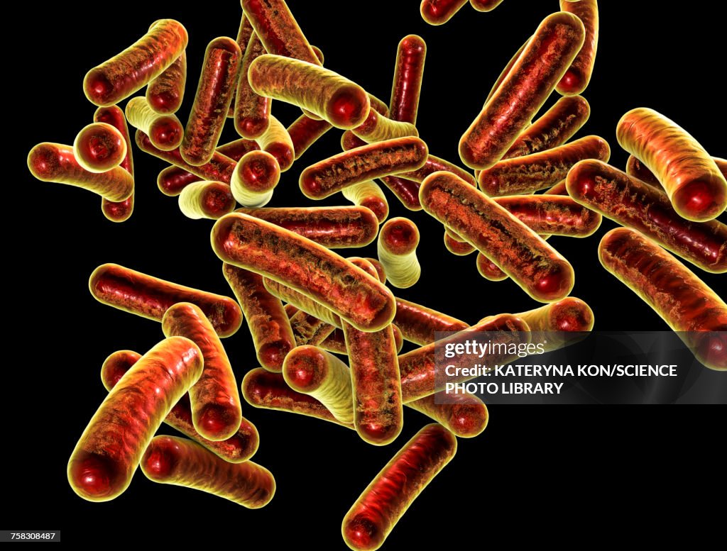 Shigella bacteria, illustration