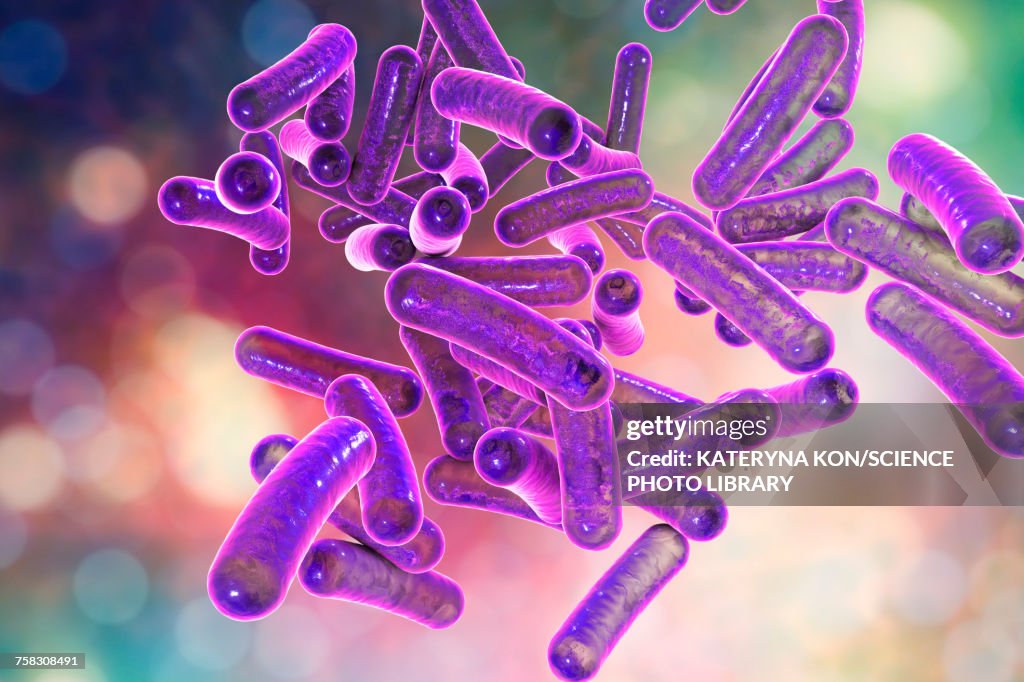Shigella bacteria, illustration