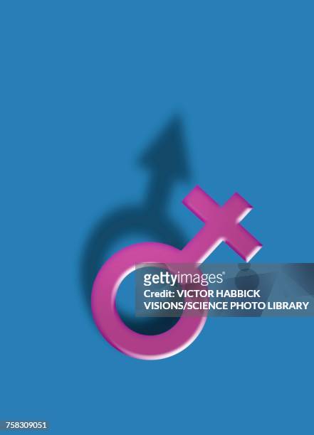 female and male symbols, illustration - human gender stock-grafiken, -clipart, -cartoons und -symbole