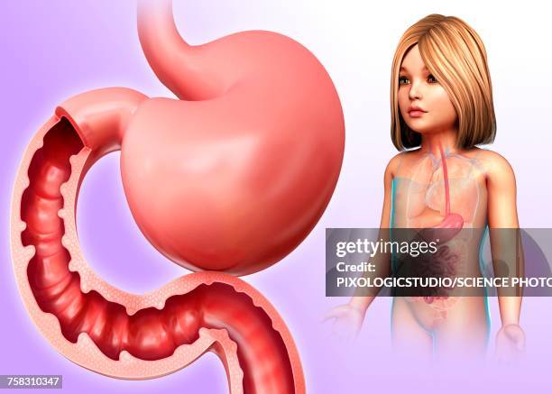 childs stomach and small intestines, illustration - duodenum stock illustrations