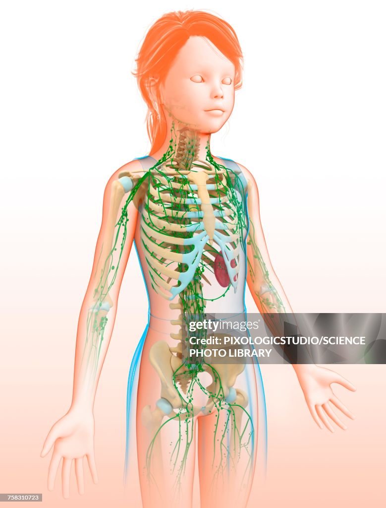 Childs lymphatic systems, illustration