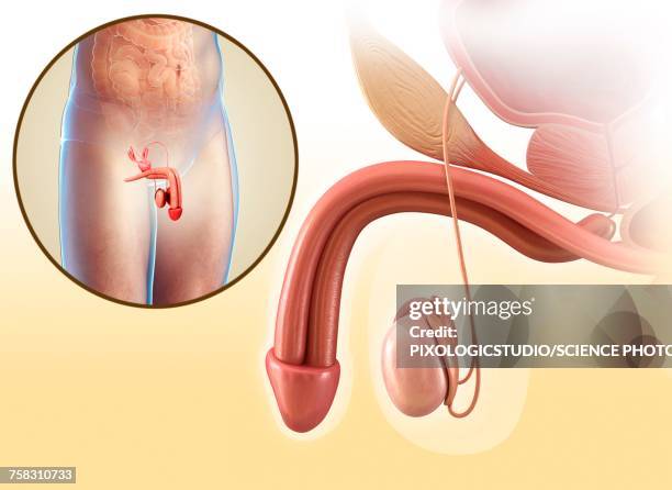 male reproductive system, illustration - bulbourethral gland stock illustrations