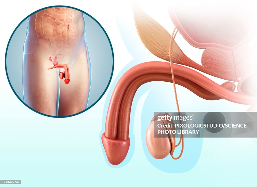 Male reproductive system, illustration
