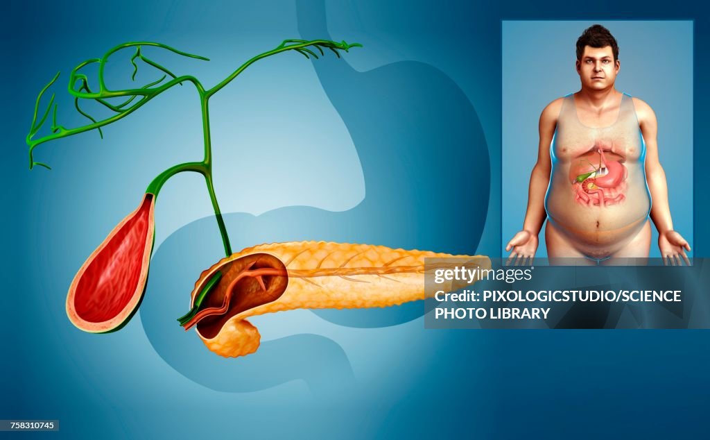Gallbladder and pancreas, illustration