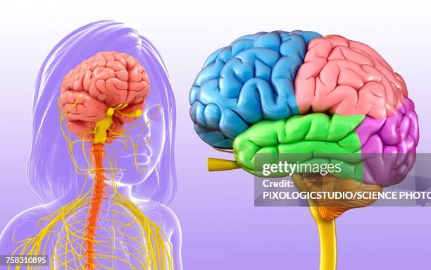 childs brain anatomy, illustration - lobe stock illustrations