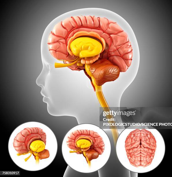 ilustrações de stock, clip art, desenhos animados e ícones de childs brain anatomy, illustration - sistema nervoso central