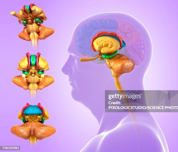 Limbic Types Limbic System Photos and Premium High Res Pictures - Getty Images