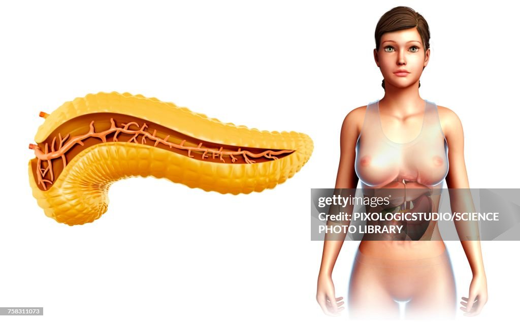 Female pancreas, illustration