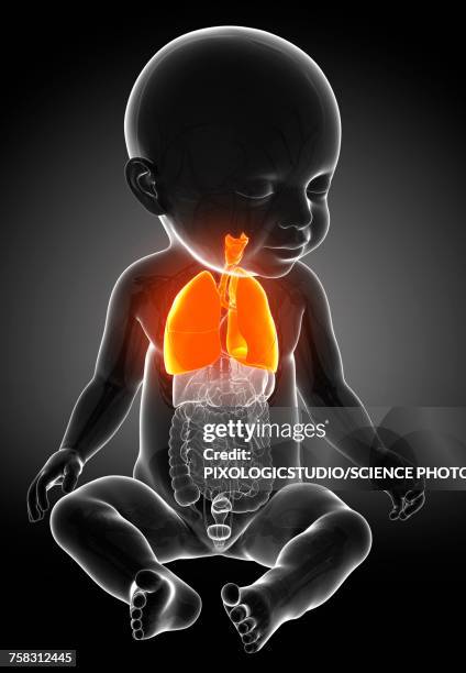 babys lungs, illustration - human trachea stock illustrations