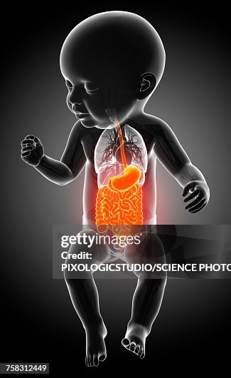 Babys digestive system, illustration Babys digestive system, illustration