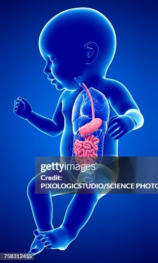 Babys digestive system, illustration Babys digestive system, illustration