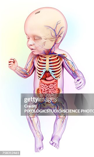 Babys Anatomy Illustration High Biology Diagrams