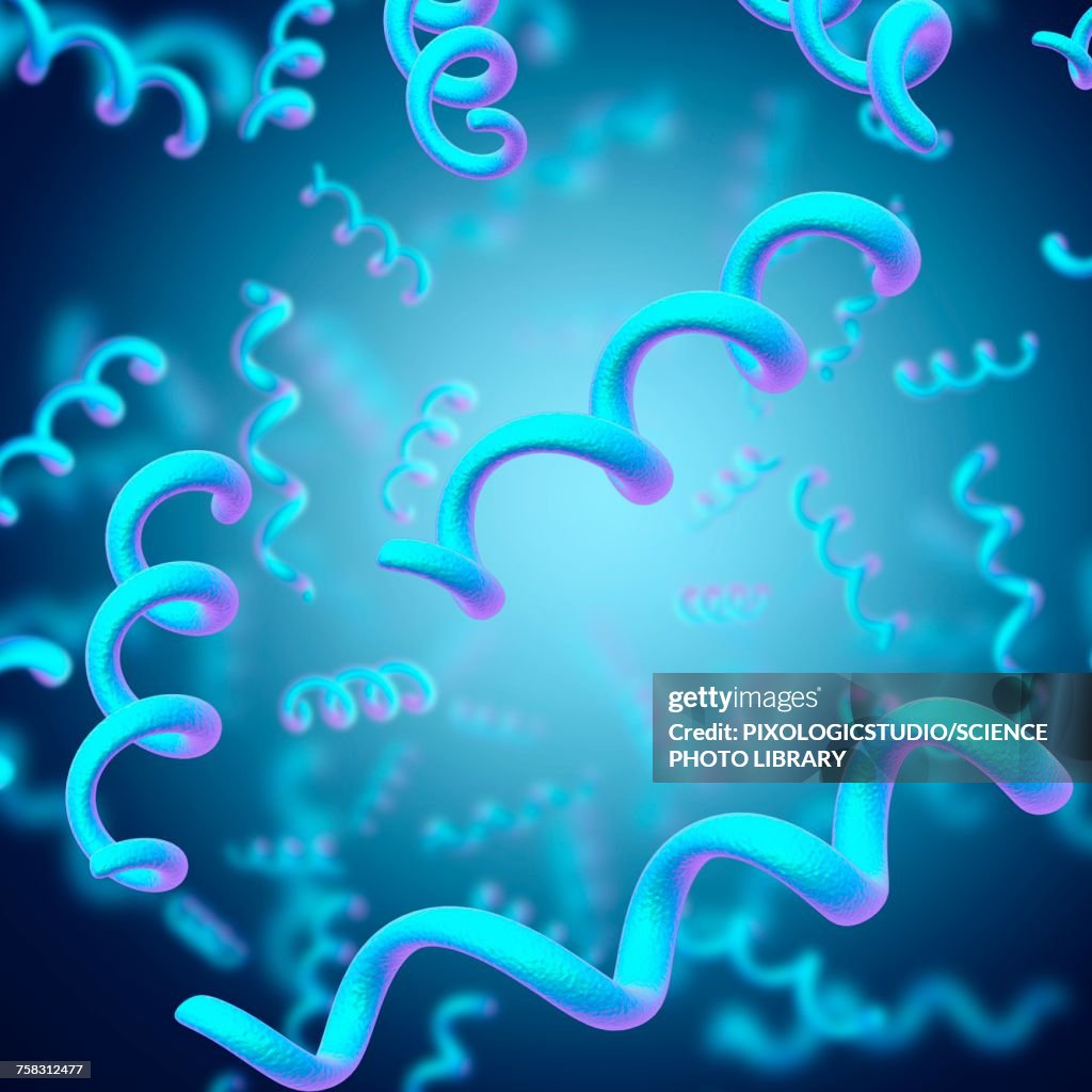 Spirillum bacteria, illustration