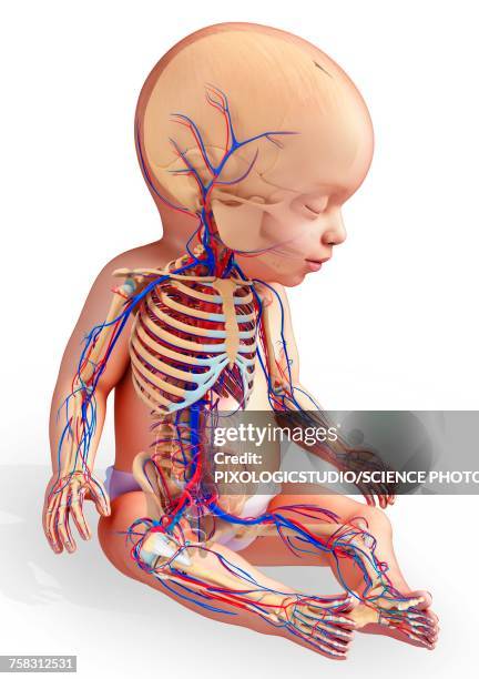 babys circulatory system, illustration - baby white background stock illustrations