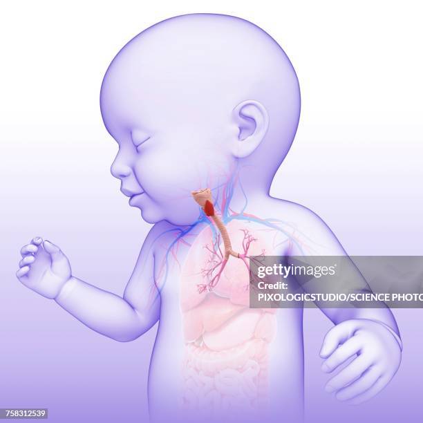 babys trachea and bronchi, illustration - biomedical illustration baby stock illustrations