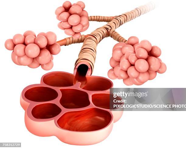 alveoli, illustration - vascular plants stock illustrations