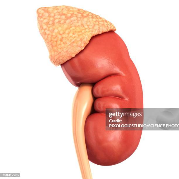 human kidney and adrenal gland, illustration - kidney organ stock illustrations