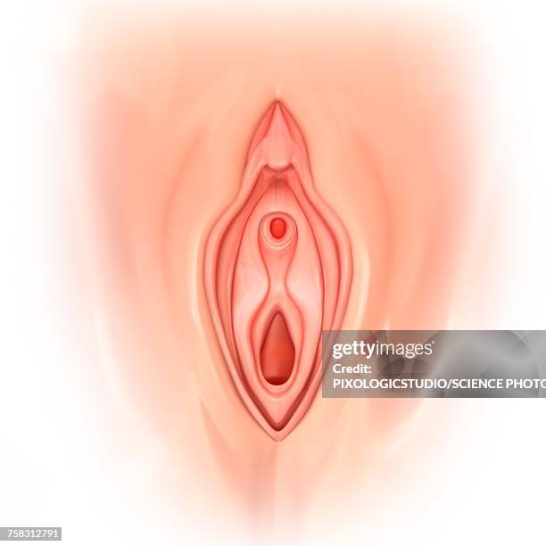 female genitals, illustration - female reproductive organ stock illustrations