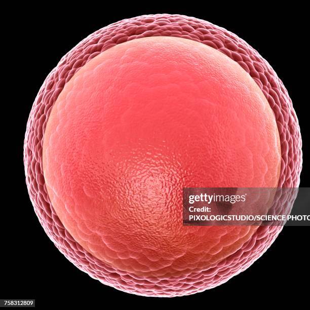 human egg cell, illustration - human egg stock illustrations