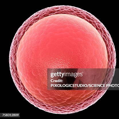 Human egg cell, illustration Human egg cell, illustration