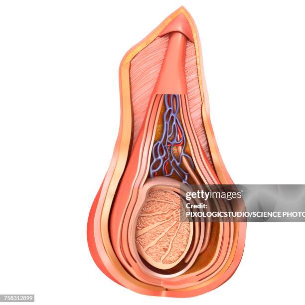 ilustraciones, imágenes clip art, dibujos animados e iconos de stock de scrotal layers of testis, illustration - escroto