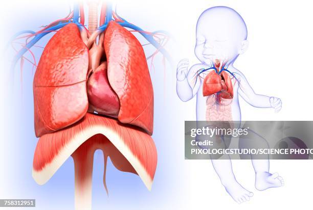 babys heart and lungs, illustration - baby white background stock illustrations