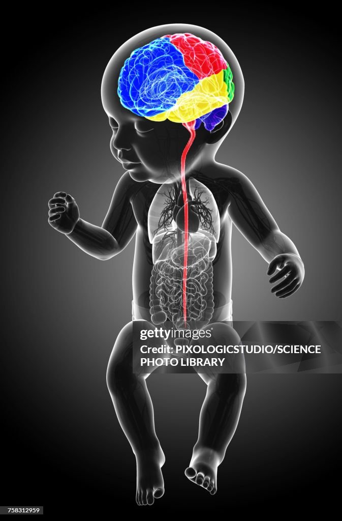 Babys brain regions and spinal cord, illustration