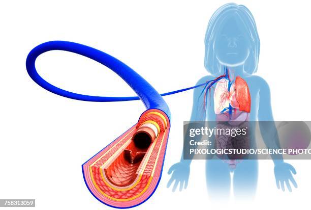 childs vein anatomy, illustration - plant cell wall stock illustrations
