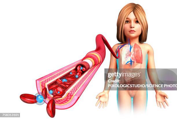 childs artery anatomy, illustration - plant cell wall stock illustrations