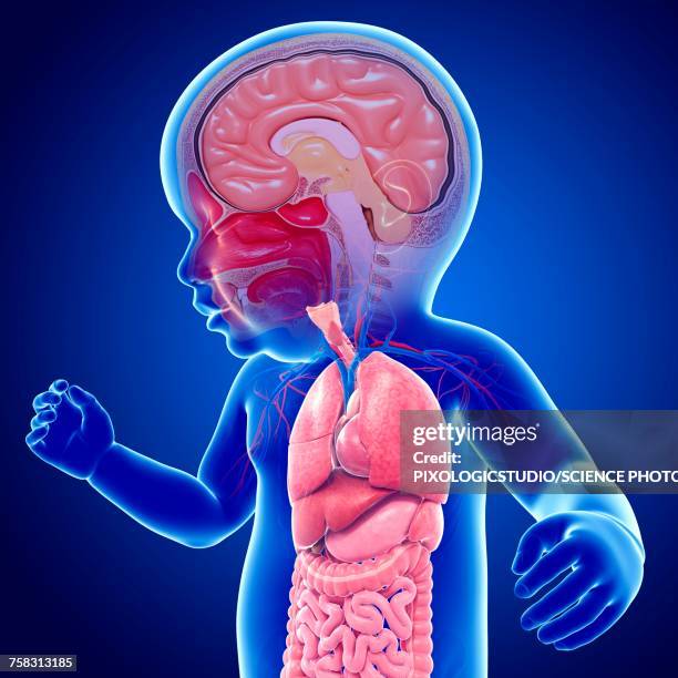 babys brain and body organs, illustration - biomedical illustration baby stock illustrations