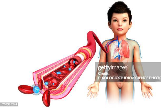 childs artery anatomy, illustration - vascular plants stock illustrations