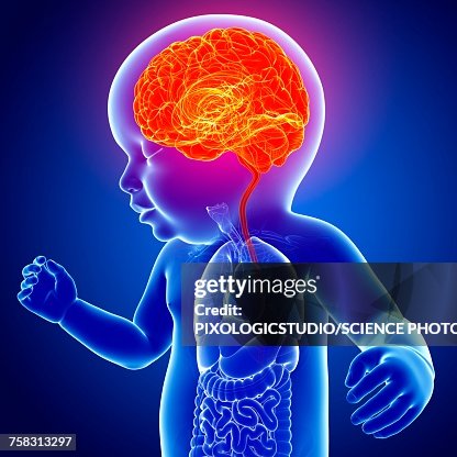 Babys Brain Illustration High-Res Vector Graphic - Getty Images