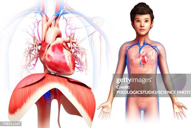 childs heart and diaphragm, illustration - child cardiovascular system stock illustrations