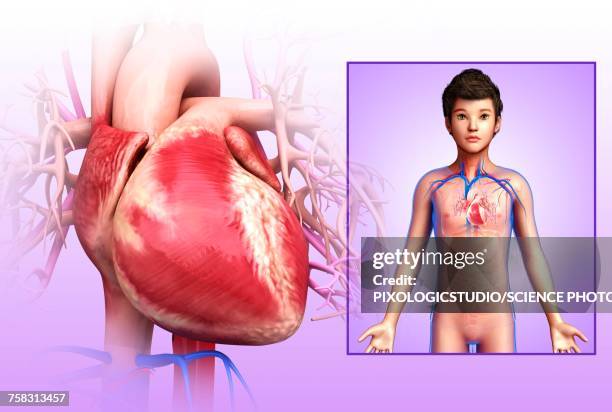 childs heart, illustration - child cardiovascular system stock illustrations