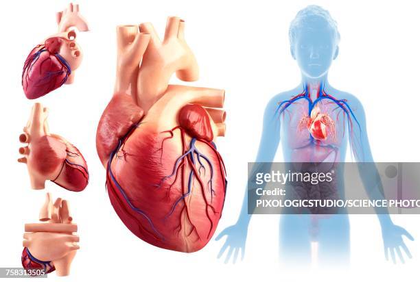 childs heart anatomy, illustration - human heart stock illustrations
