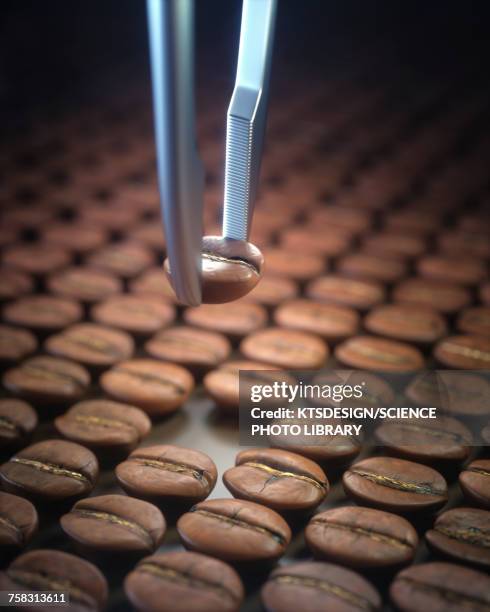 tweezers selecting coffee bean, close up - tweezers stock pictures, royalty-free photos & images