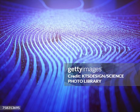 Fingerprint shape in binary code, illustration Fingerprint shape in binary code, illustration