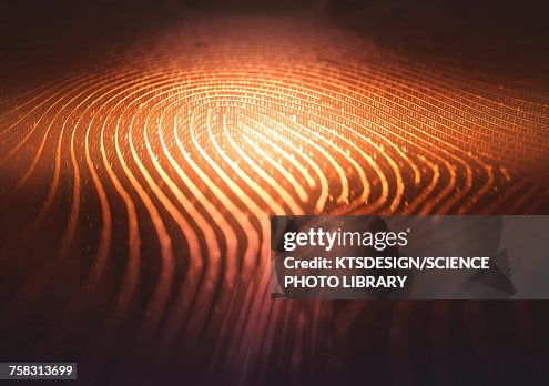 Fingerprint shape in binary code, illustration Fingerprint shape in binary code, illustration