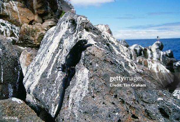Equador Rocks 4,270 Tim Rocks Photos & High Res Pictures - Getty Images