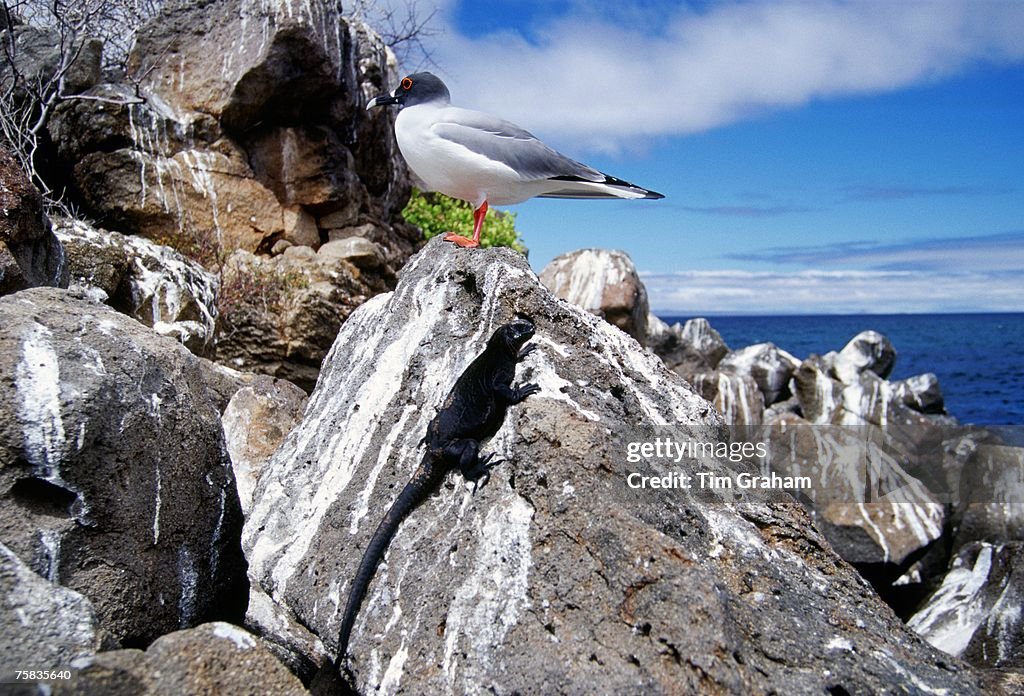 Marine Iguana & Seagull, Galapagos Isles