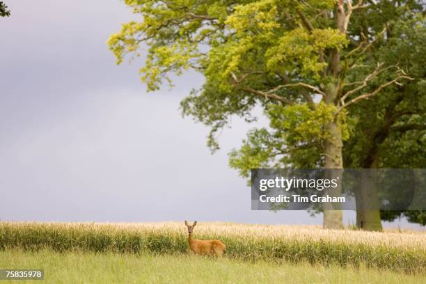 Lone Roe deer by a wheat field in Leafield, Oxfordshire, England, United Kingdom