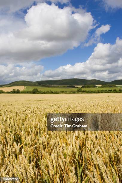 Wheat field in Marlborough Downs, Wiltshire, England, United Kingdom