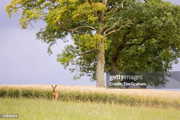 Lone deer by a wheat field in Leafield, Oxfordshire, England, United Kingdom
