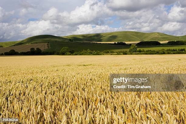 Wheat field in Marlborough Downs, Wiltshire, England, United Kingdom