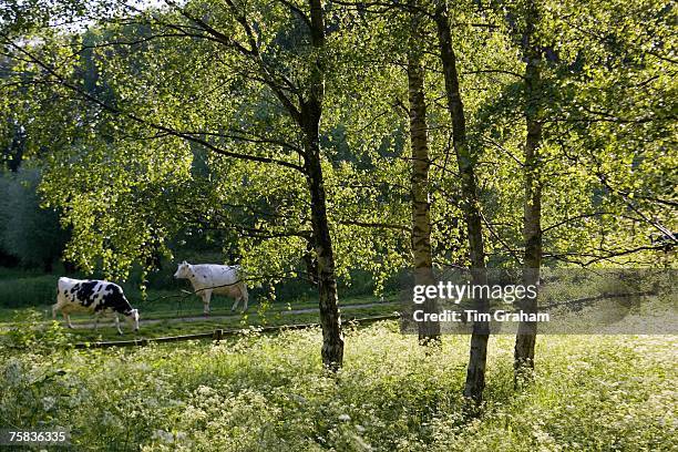 Cows in Oxfordshire field, Swinbrook, England, United Kingdom